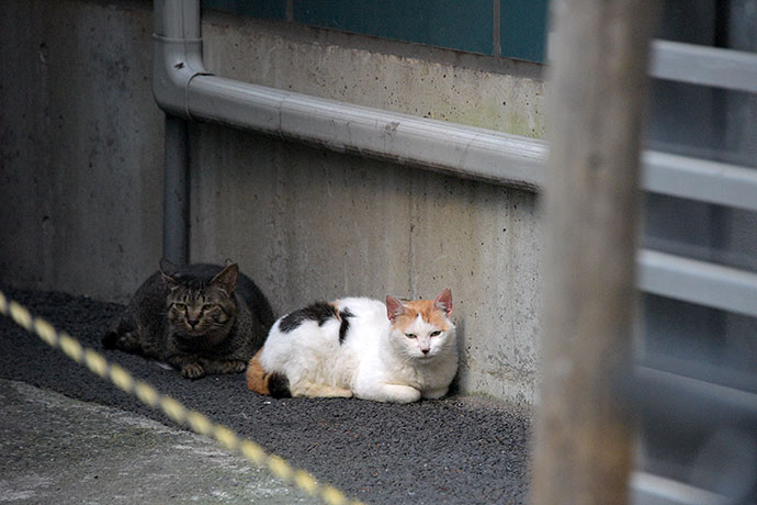 街のねこたち