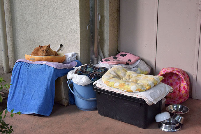 街のねこたち