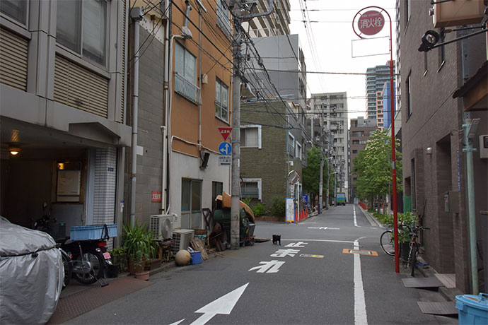 街のねこたち