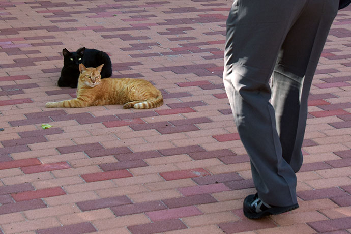 街のねこたち
