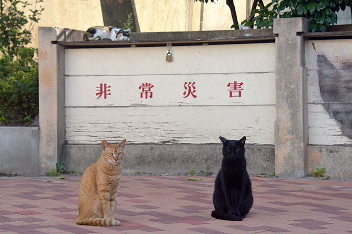 街のねこたち