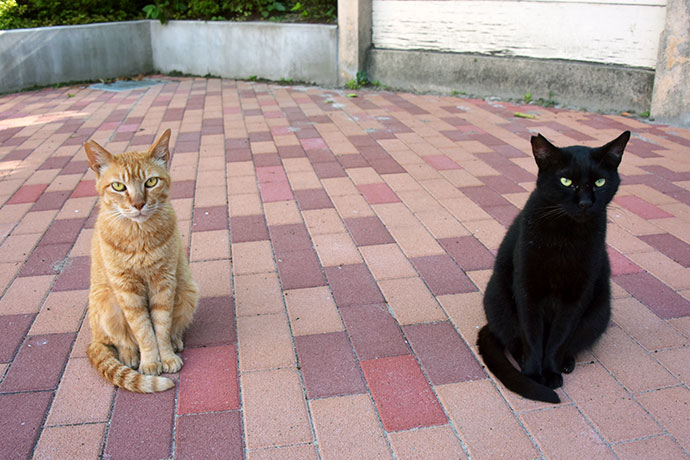 街のねこたち