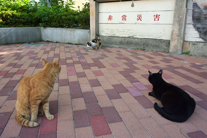 街のねこたち