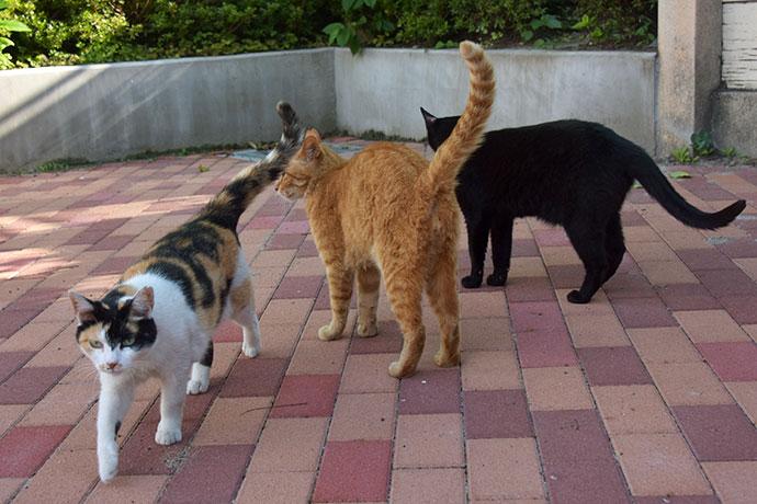街のねこたち