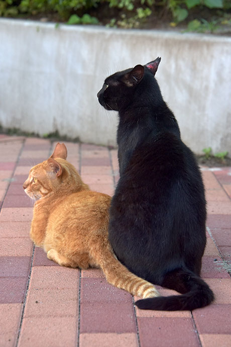 街のねこたち