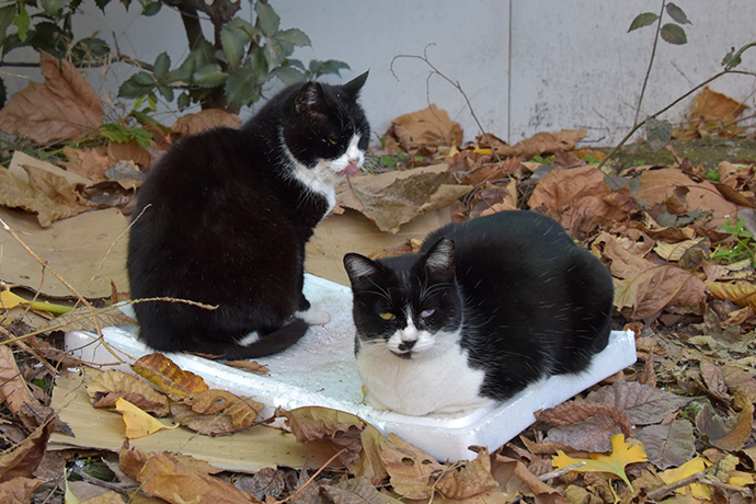 街のねこたち