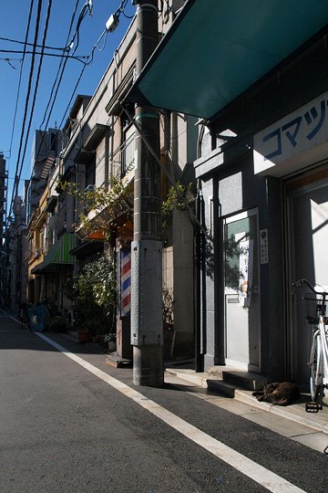 街のねこたち