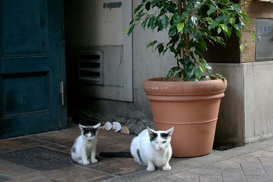 街のねこたち
