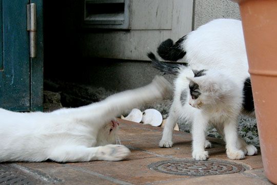 街のねこたち