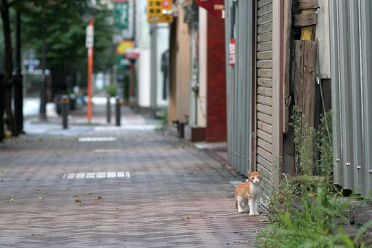 街のねこたち