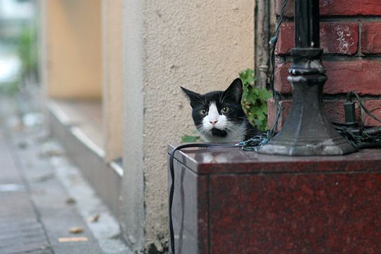 街のねこたち