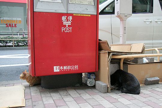 街のねこたち