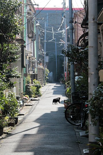 街のねこたち
