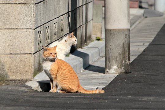 街のねこたち