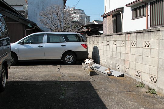 街のねこたち