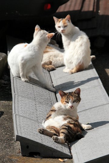 街のねこたち