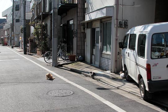 街のねこたち