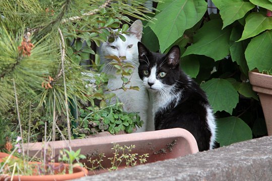 街のねこたち