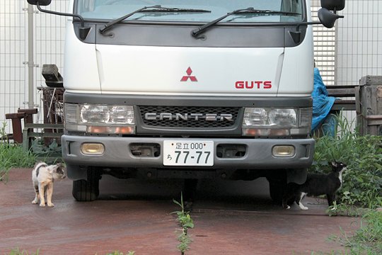 街のねこたち