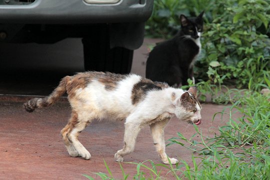 街のねこたち