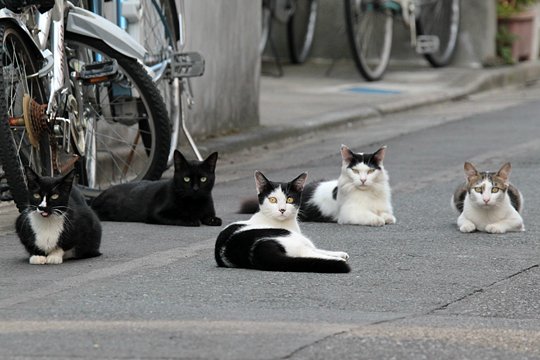 街のねこたち