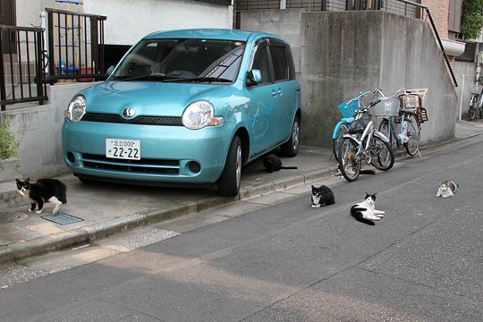 街のねこたち