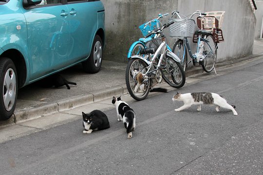 街のねこたち
