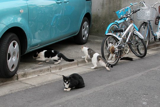 街のねこたち