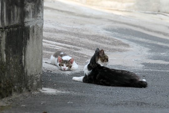 街のねこたち
