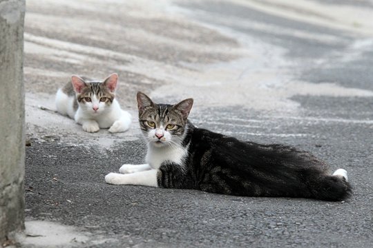 街のねこたち