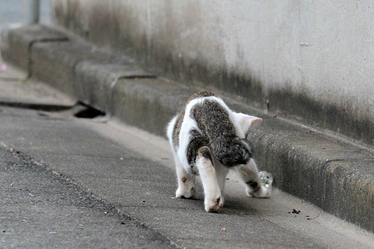 街のねこたち
