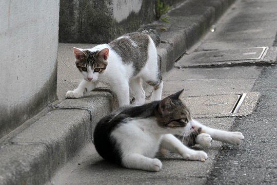 街のねこたち