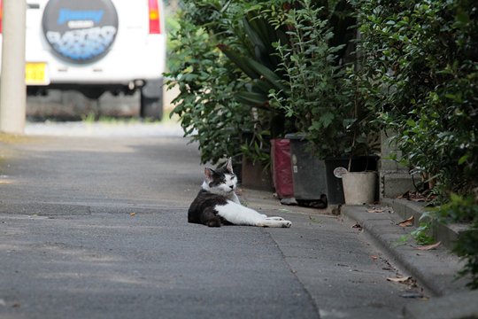 街のねこたち