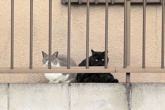 街のねこたち