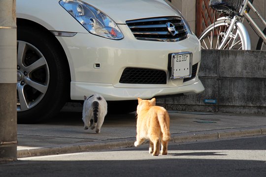 街のねこたち