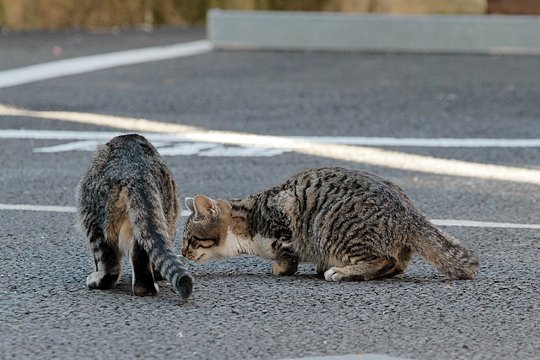 街のねこたち