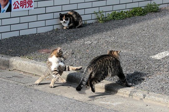 街のねこたち
