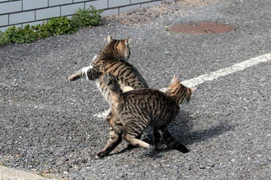 街のねこたち
