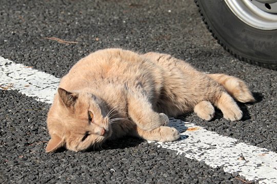 街のねこたち