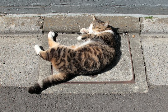 街のねこたち