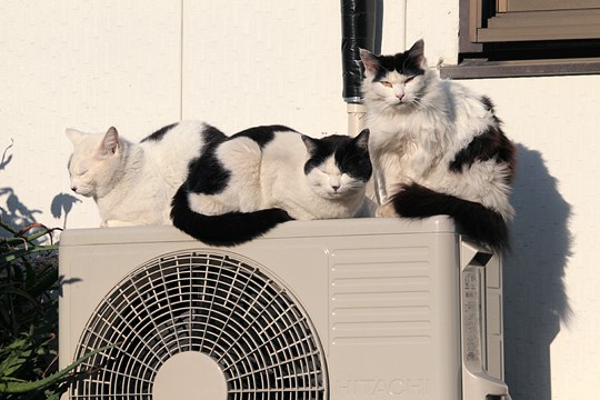 街のねこたち
