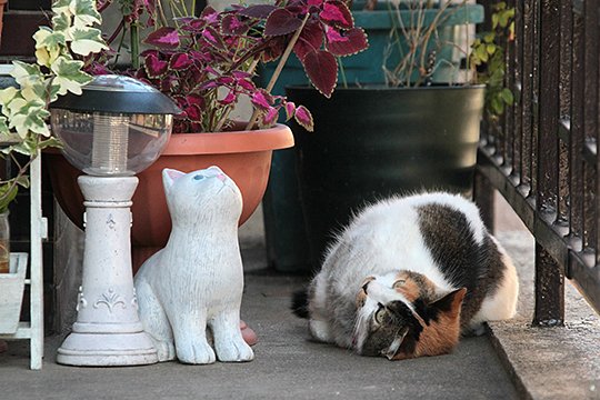 街のねこたち
