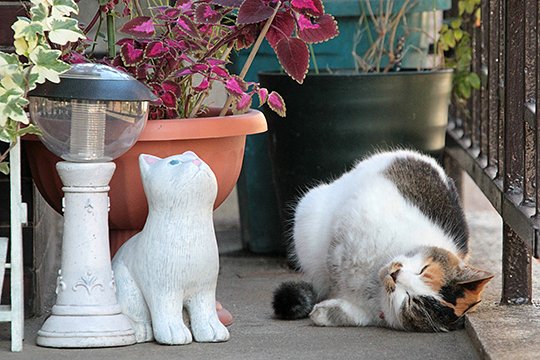街のねこたち