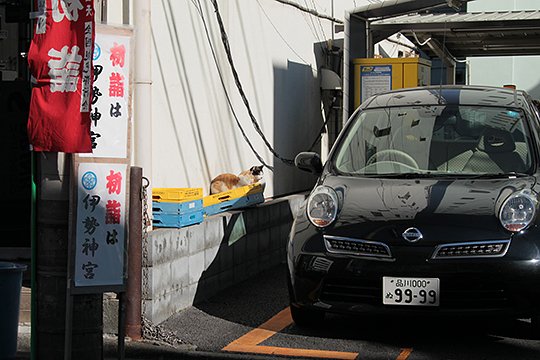街のねこたち