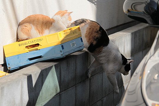 街のねこたち