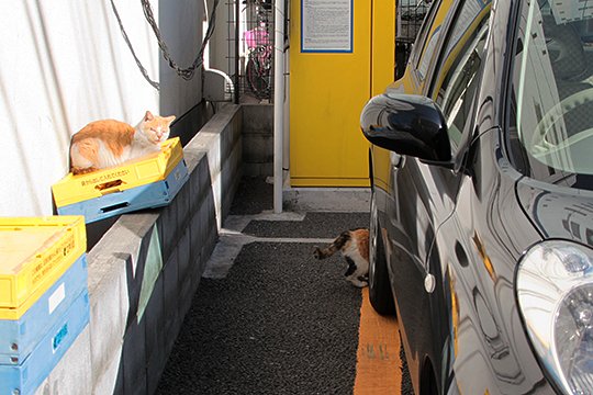 街のねこたち