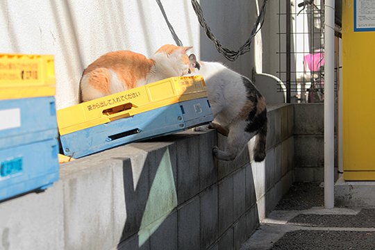 街のねこたち