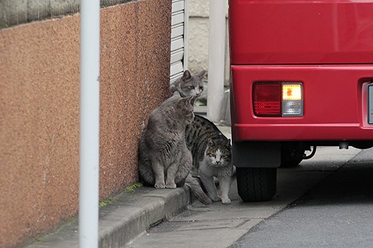 街のねこたち