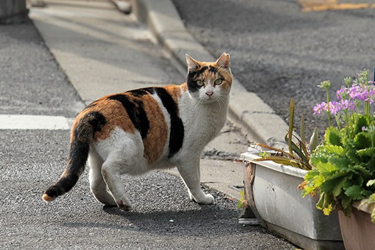 街のねこたち
