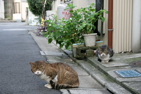 街のねこたち
